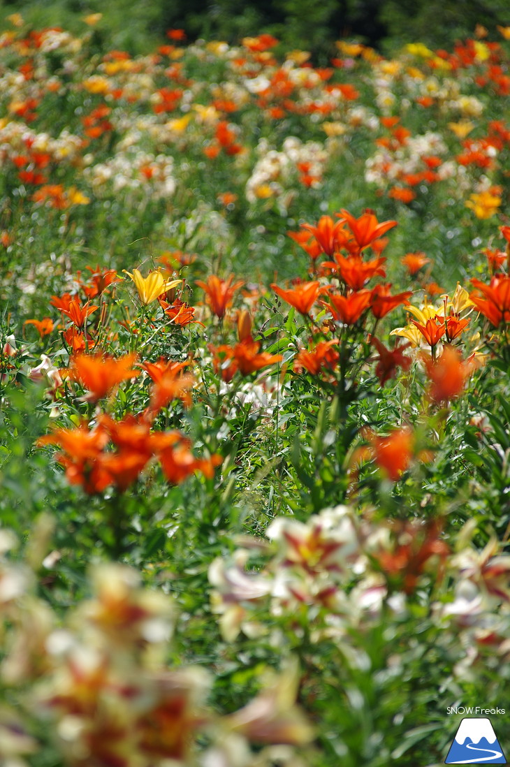 北海道最大級、213万輪のゆりの花！『オーンズ春香山ゆり園』